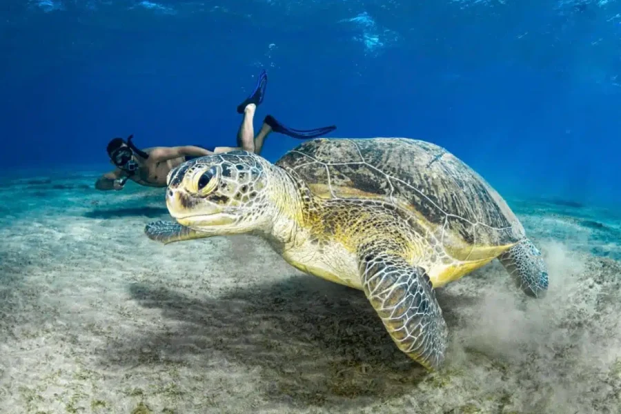 Abu Dabbab Adventure: Swim with Sea Turtles and Explore Coral Reefs